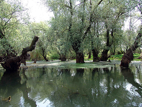 The photo shows trees standing in water.